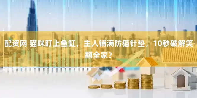 配资网 猫咪盯上鱼缸，主人铺满防猫针垫，10秒破解笑翻全家？
